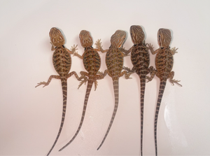 Baby High-Color Bearded Dragon