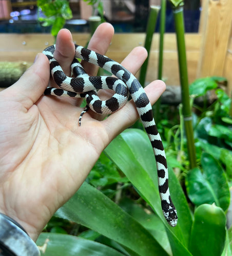 Juvenile Banded California Kingsnake (Female)