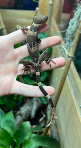 Adult Bent-Toed Gecko (Female)