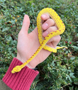 Baby Biak Green Tree Python (4)