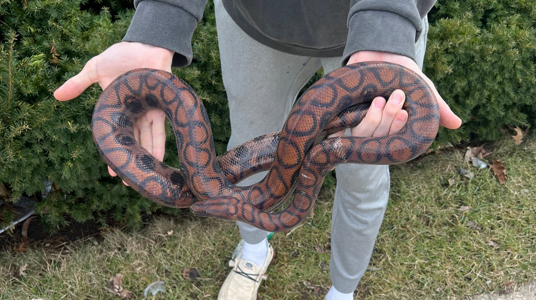 Adult Brazilian Rainbow Boa (Female 1)