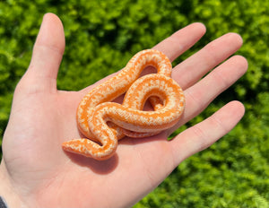 Juvenile Albino Rosy Boa (Female)