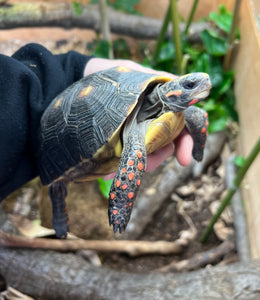 4”-5” Red Foot Tortoise (3)