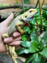 Load image into Gallery viewer, Adult Paradox Bearded Dragon (Female 1)