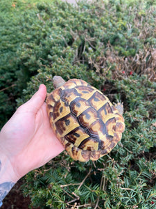 Adult Hermann’s Tortoise (Male)