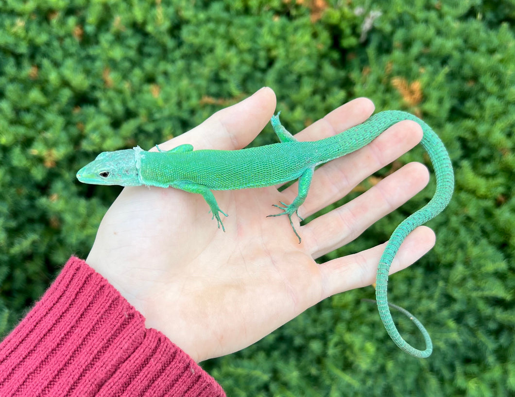 Adult Green Keeled Lizard (Male 2)