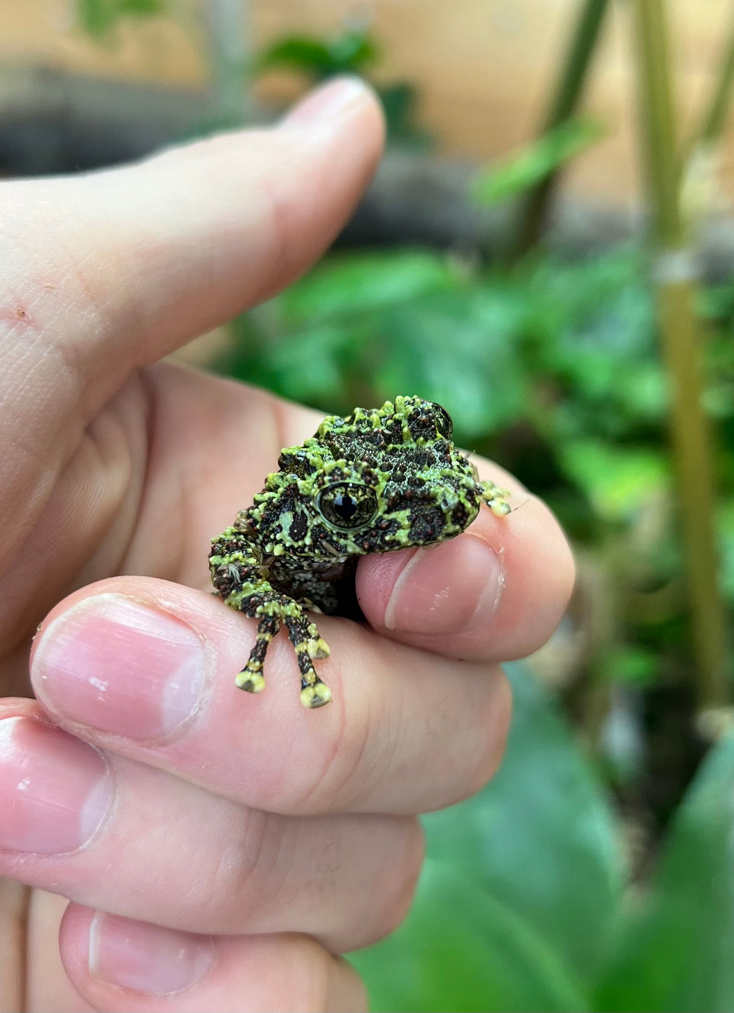 Sub-Adult Vietnamese Mossy Frog