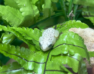 Blue Back Reed Frog