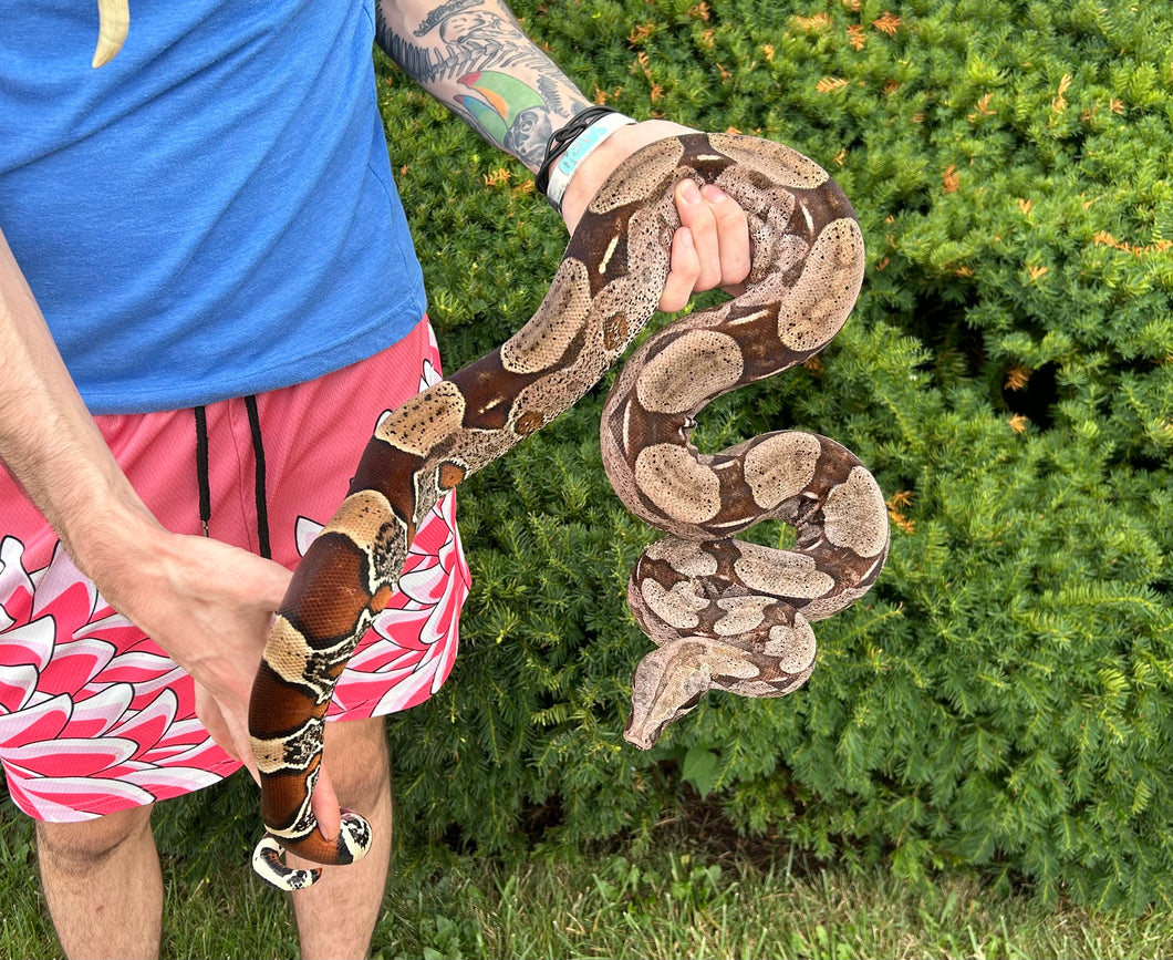 Adult Guyana Boa (Male 2)