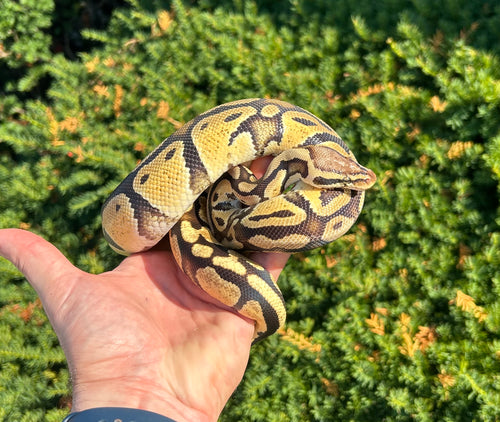 Sub-Adult Super Pastel Ball Python (Male)