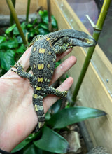 Load image into Gallery viewer, Baby Black Throat Monitor (1)