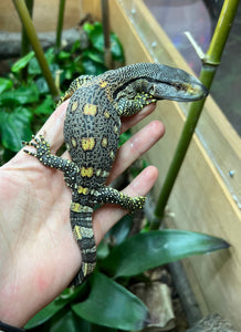 Baby Black Throat Monitor (1)