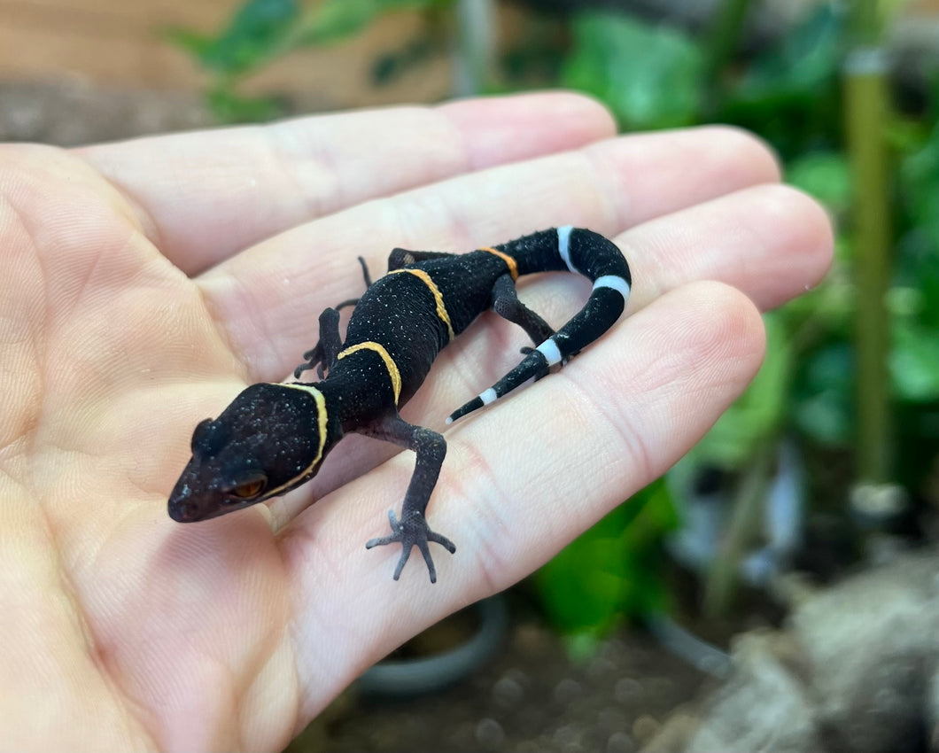 Adult Chinese Cave Gecko (Female 1)