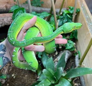 Sub-Adult Emerald Tree Boa (Female 1)