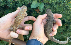 Small Pastel Savannah Monitor