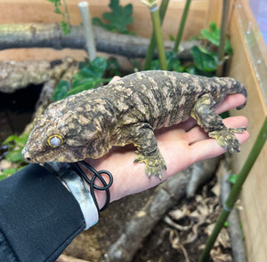 Adult Island X Leachianus Gecko (Male)