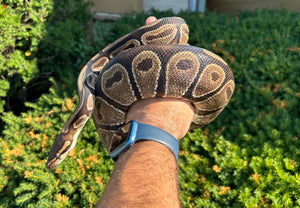 Adult Ball Python