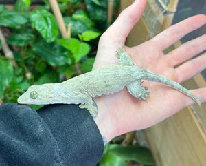 Adult Halmahera Gecko (Female 2)