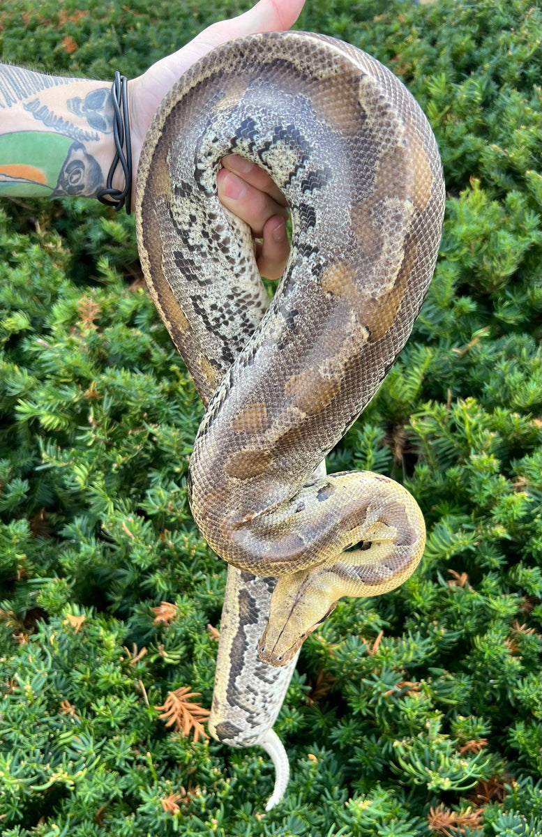 Sub-Adult Granite Borneo Blood Python (Female) – Scales and Tails of Ohio