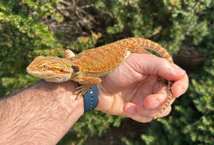 Juvenile ‘High-Red’ 50% Red Monster Bearded Dragon (Male 2)