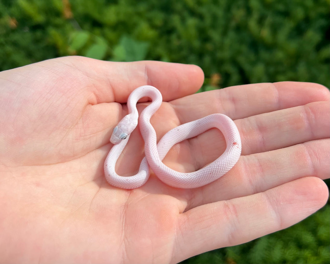 Baby Palmetto Corn Snake (Female 2)