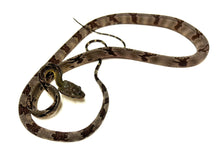 Load image into Gallery viewer, Juvenile Malaysian Dog-Toothed Cat Snake (Female 1)