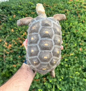 Sub-Adult Red Foot Tortoise (Male)