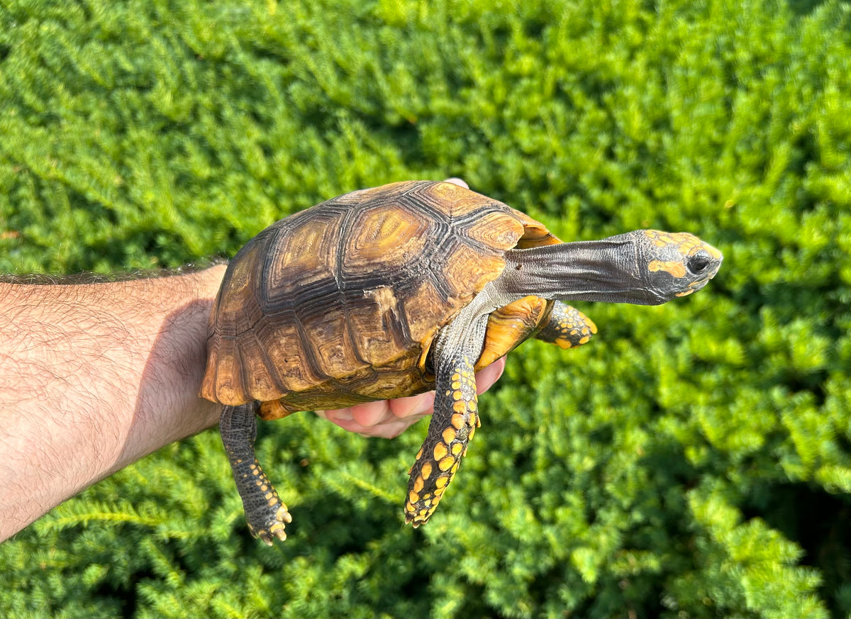 Small ‘High-Yellow’ Yellow-Foot Tortoise (3) – Scales and Tails of Ohio