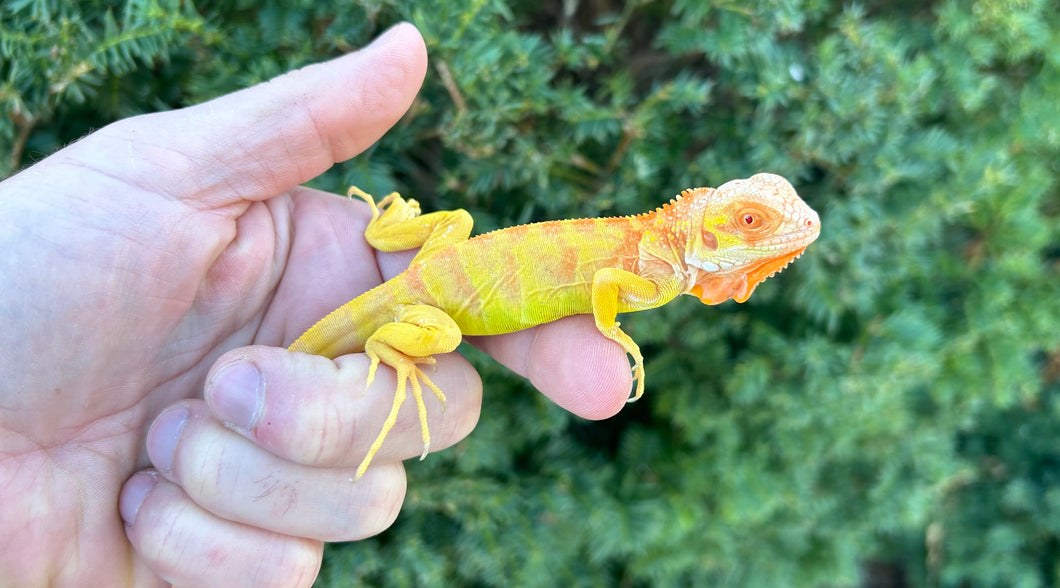 Baby Crimson Albino Iguana