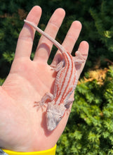 Load image into Gallery viewer, Adult Red Stripe Gargoyle Gecko (Female 1)