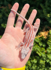 Adult Red Stripe Gargoyle Gecko (Female 1)