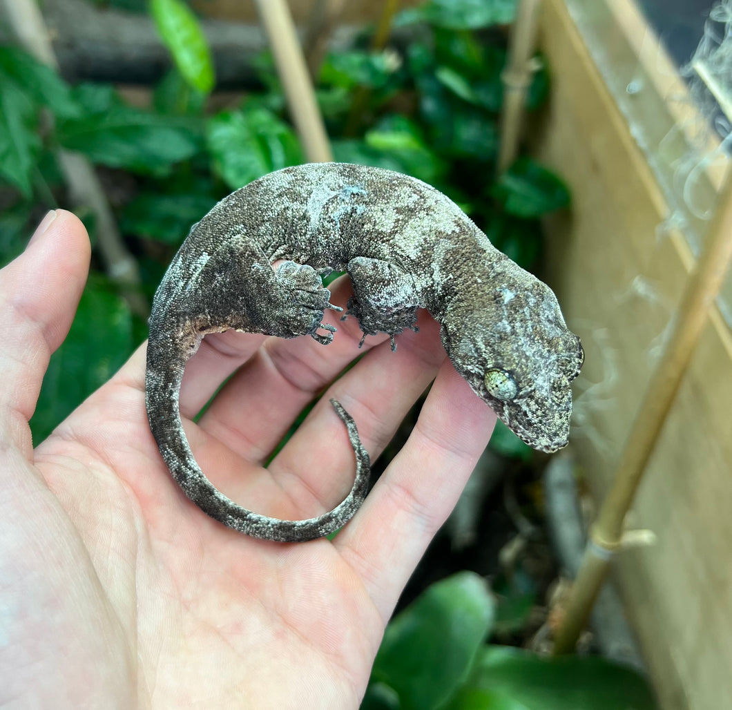 Adult Halmahera Gecko (Male)