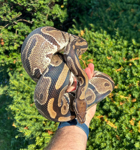 Adult Ball Python