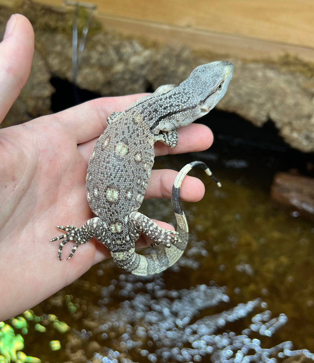 Baby Black Throat Monitor (3) – Scales and Tails of Ohio