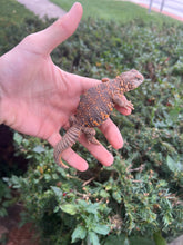 Load image into Gallery viewer, Small Red Uromastyx