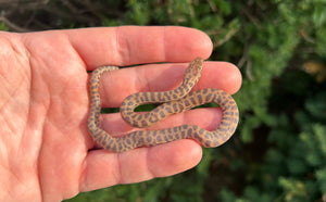 Baby Eastern Stimson’s Python (Male)