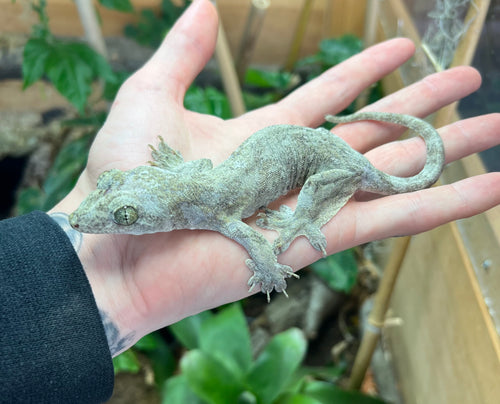 Adult Halmahera Gecko (Female 1)