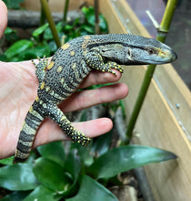 Load image into Gallery viewer, Baby Black Throat Monitor (1)