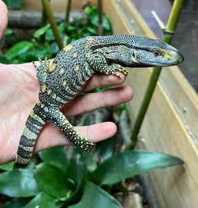 Baby Black Throat Monitor (1)