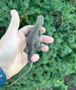 Baby Rhino Iguana