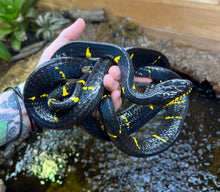 Load image into Gallery viewer, Adult Malaysian Mangrove Snake