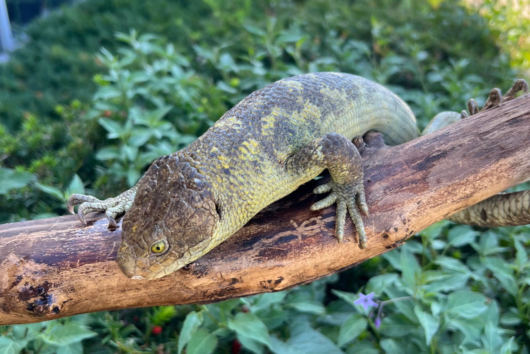 Adult Monkey-Tailed Skink (Male 2)