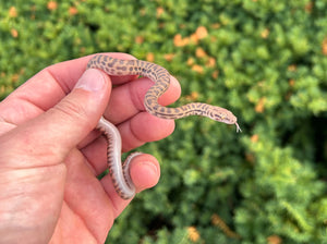 Baby Eastern Stimson’s Python (Male)