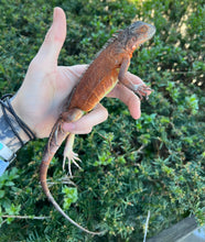 Load image into Gallery viewer, Juvenile Red Iguana