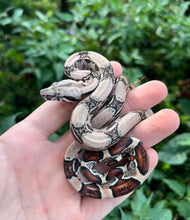 Load image into Gallery viewer, Baby Columbian Red-Tailed Boa Constrictor