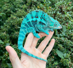 Adult Blue Ambanja Panther Chameleon (Male)