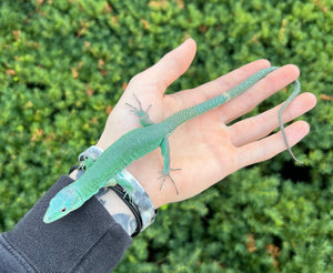 Adult Green Keeled Lizard (Female)