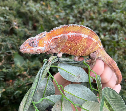 Adult Ambilobe Panther Chameleon (Male 2)