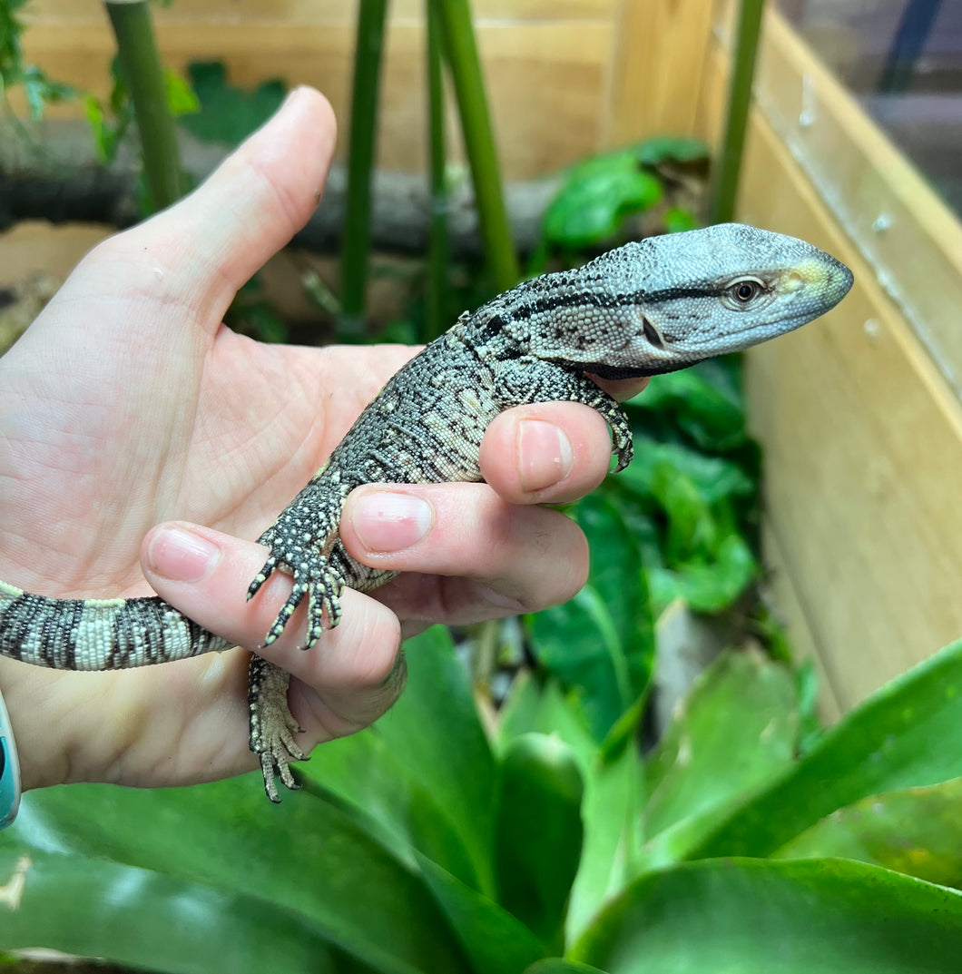 Baby Black Throat Monitor (9)