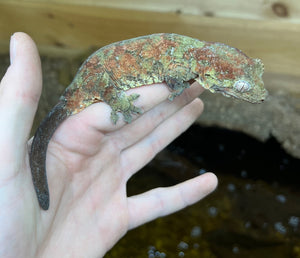 Adult Pine Island Chahoua Gecko (Pair)